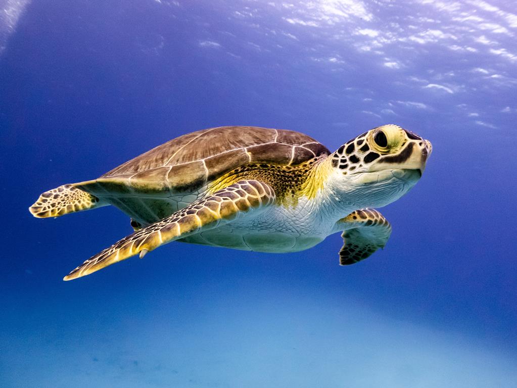 12-daagse cruise Bahamas › Kaaiman Eilanden › Mexico › Verenigde Staten met Celebrity Xcel En Laat De Winterse Kou Achter Je Voor 8 Dagen Vol Zon – afbeelding 5