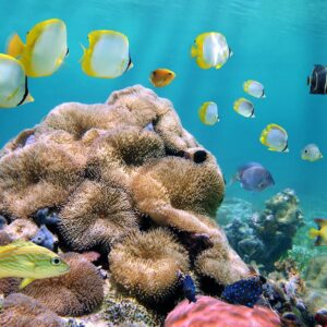 12-daagse cruise Honduras › Mexico › Verenigde Staten met onbekend cruiseschip – afbeelding 1