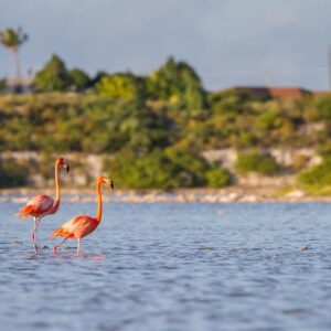 7-daagse cruise Bahamas › Turks En Caicos Eilanden › Verenigde Staten met Msc Meraviglia En Laat Je Meevoeren Op Een Cruisereis Vol Zon – afbeelding 1
