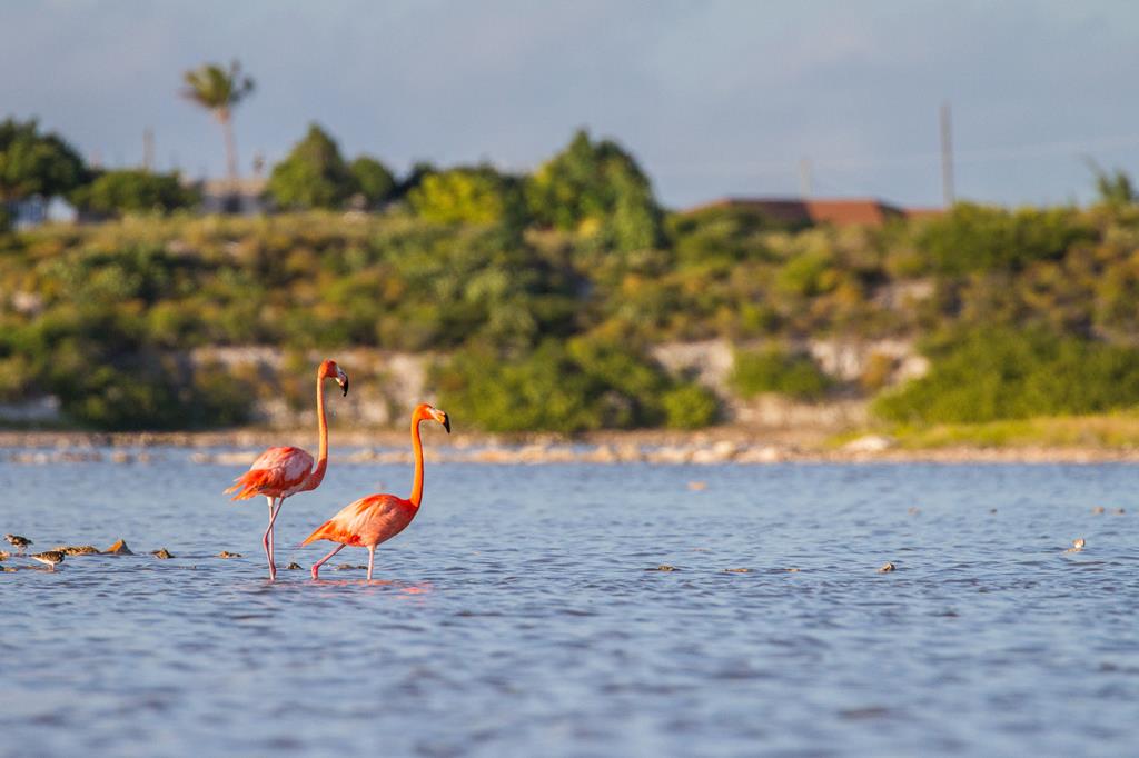 7-daagse cruise Bahamas › Turks En Caicos Eilanden › Verenigde Staten met Msc Meraviglia En Laat Je Meevoeren Op Een Cruisereis Vol Zon – afbeelding 1