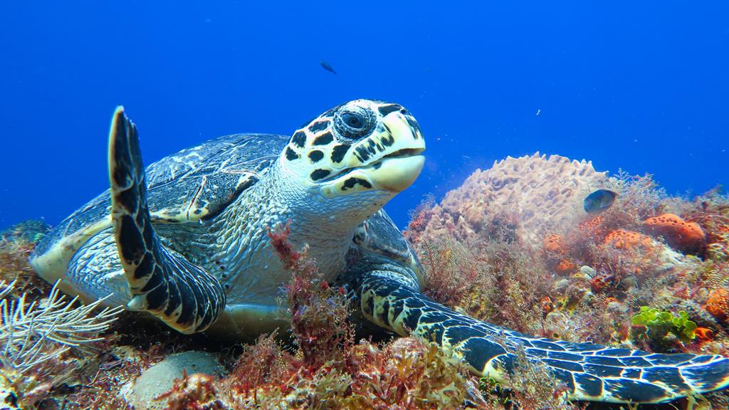 8-daagse cruise Belize › Honduras › Mexico › Verenigde Staten met Norwegian Luna Geniet Je Van De Nieuwste Innovaties – afbeelding 5