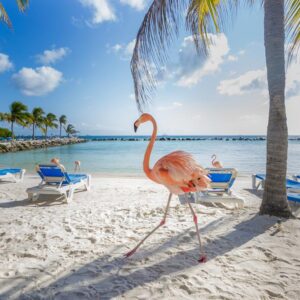 9-daagse cruise Aruba › Bonaire › Curacao › Verenigde Staten met Celebrity Beyond En Beleef Een 9 Daagse Cruise Vol Caribische Zon – afbeelding 1