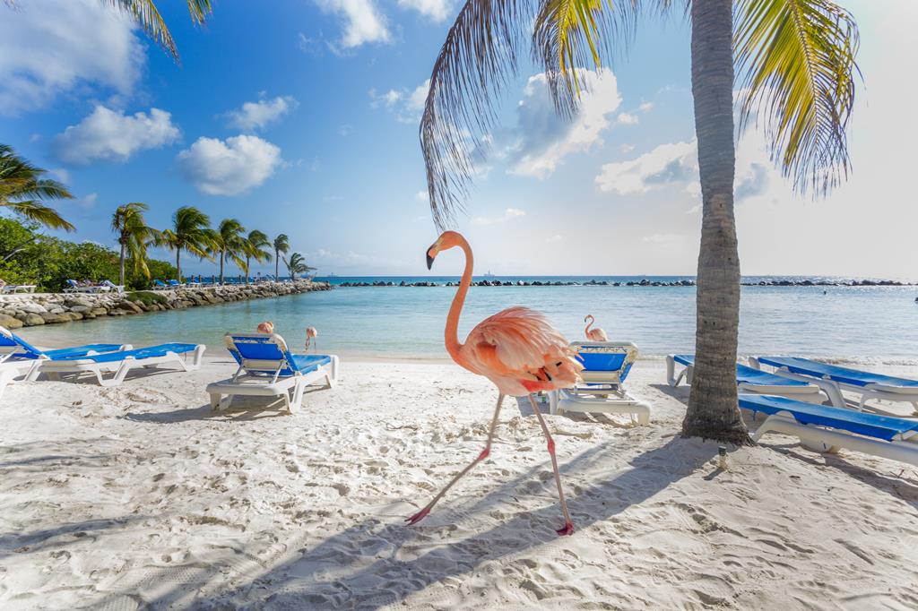 9-daagse cruise Aruba › Bonaire › Curacao › Verenigde Staten met Celebrity Beyond En Beleef Een 9 Daagse Cruise Vol Caribische Zon – afbeelding 1